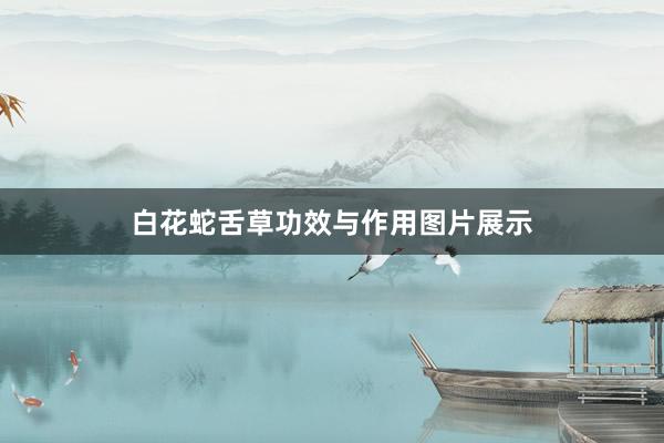 白花蛇舌草功效与作用图片展示